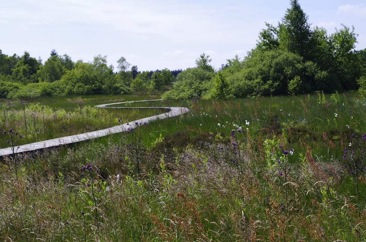 The peat bogs of Saint-Nicolas-des-Biefs